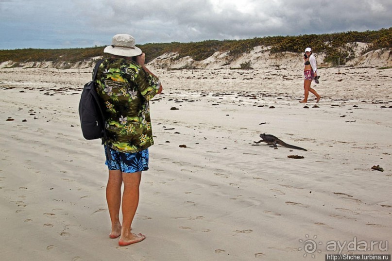 Playa Brava — километр чистейшего песка для морских игуан