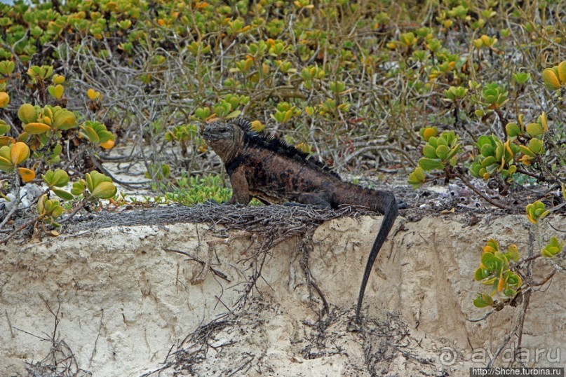 Playa Brava — километр чистейшего песка для морских игуан