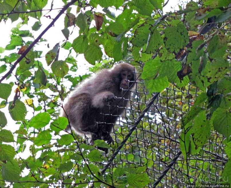 Альбом отзыва "Национальный парк Никко. Туман и озеро Чузенджи"
