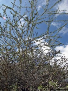 Восхождение на Меру- день первый