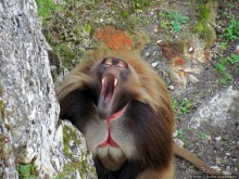 Альбом отзыва "Зоопарк в цитадели Безансона"