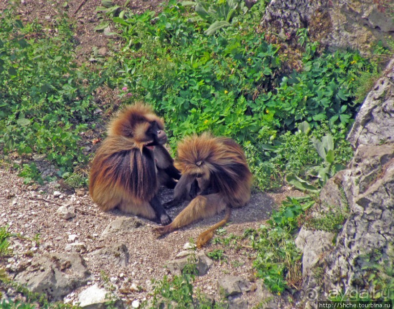 Зоопарк в цитадели Безансона