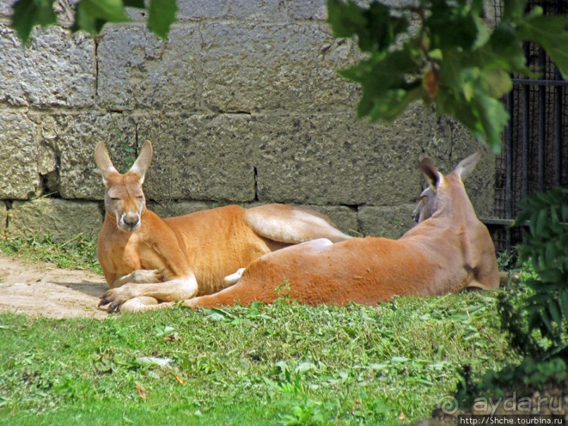 Зоопарк в цитадели Безансона