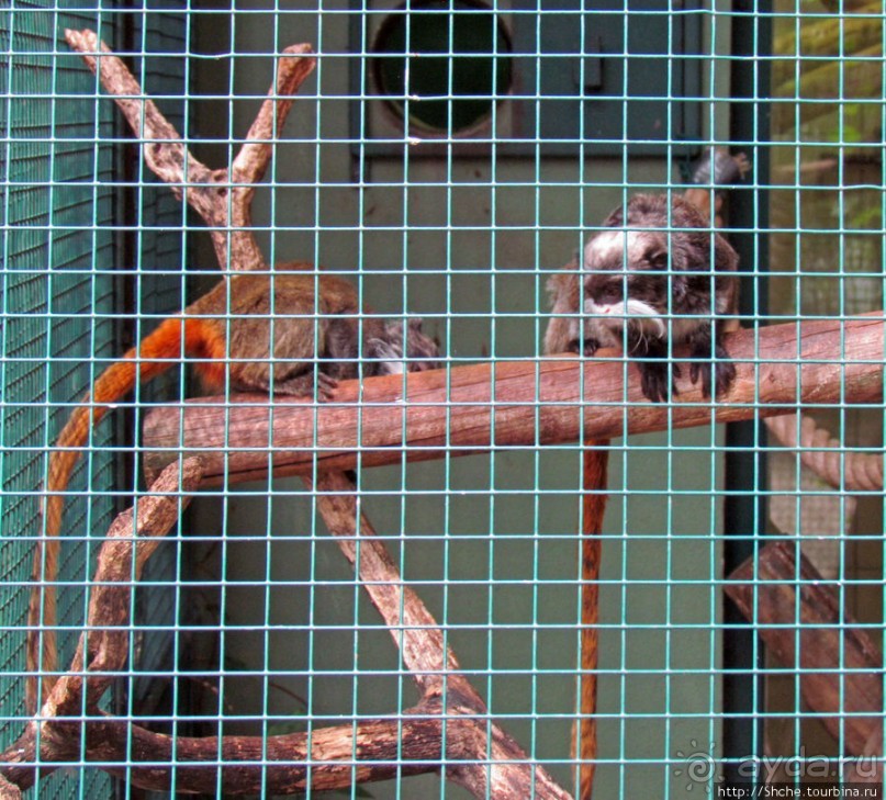 Зоопарк в цитадели Безансона