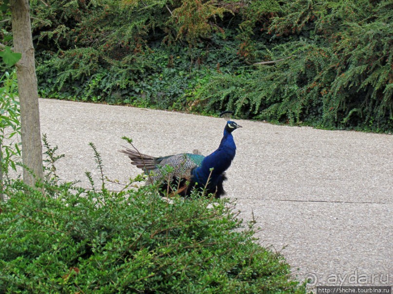 Зоопарк в цитадели Безансона