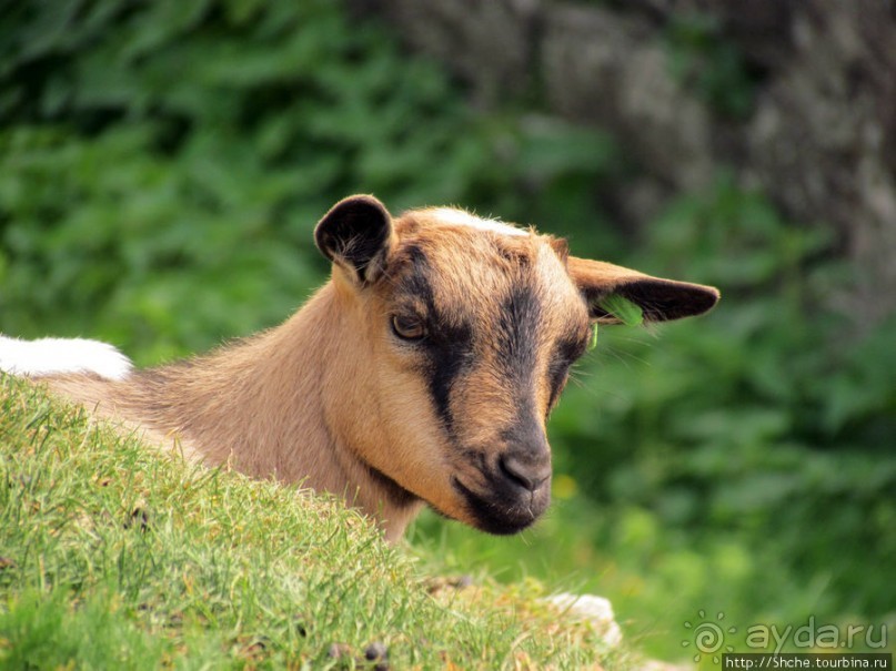 Зоопарк в цитадели Безансона