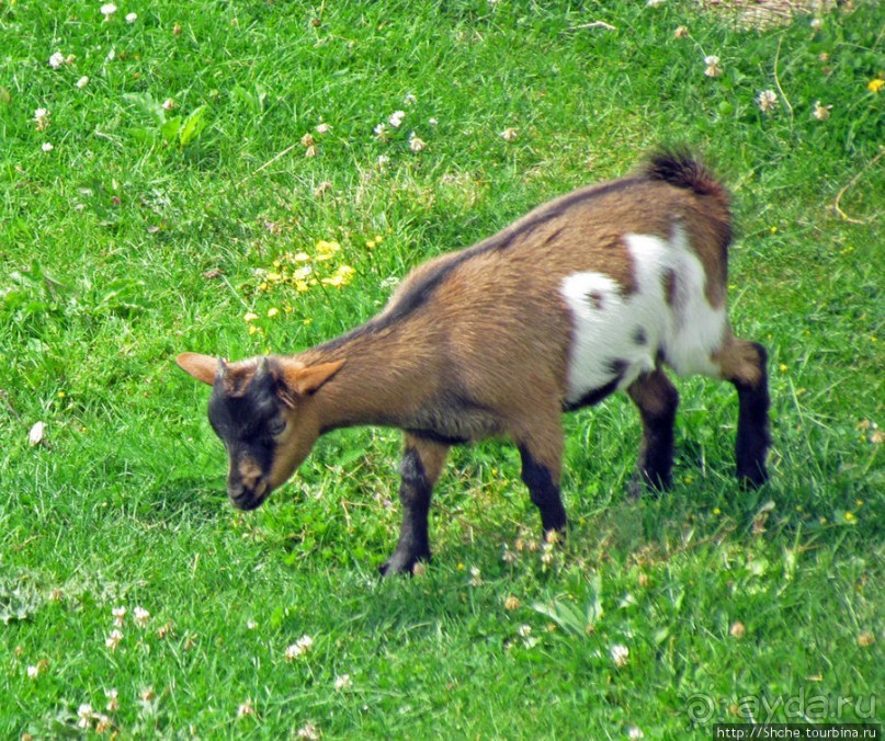 Зоопарк в цитадели Безансона
