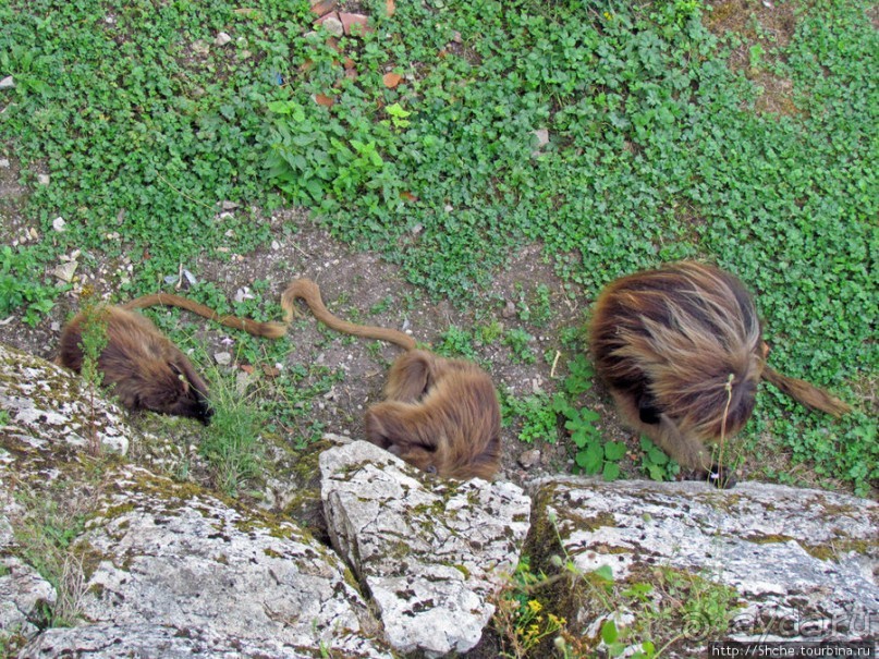 Зоопарк в цитадели Безансона
