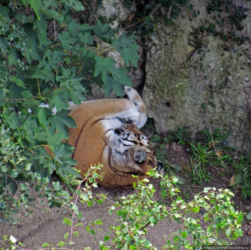 Зоопарк в цитадели Безансона