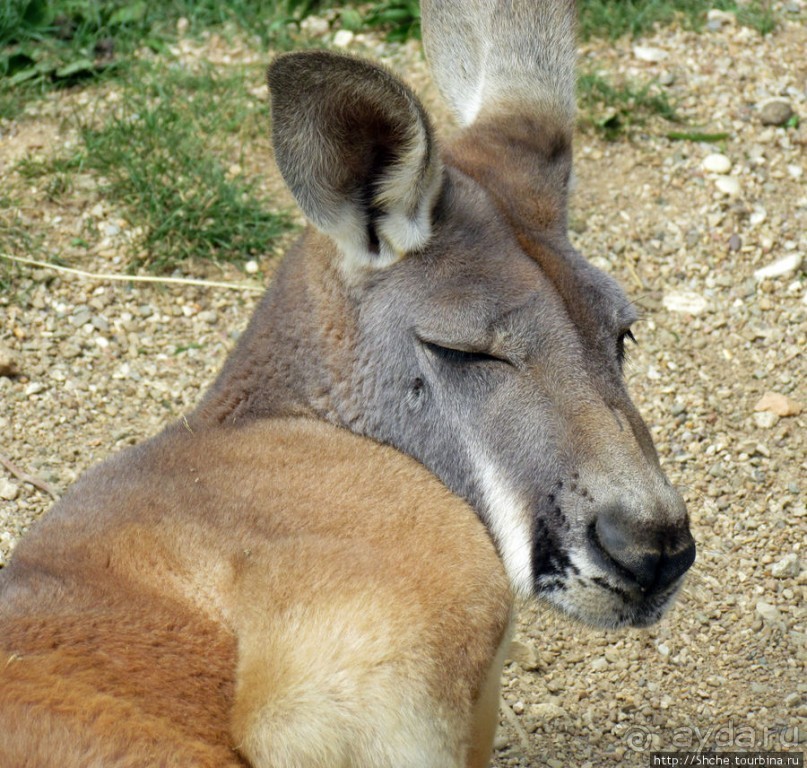 Зоопарк в цитадели Безансона