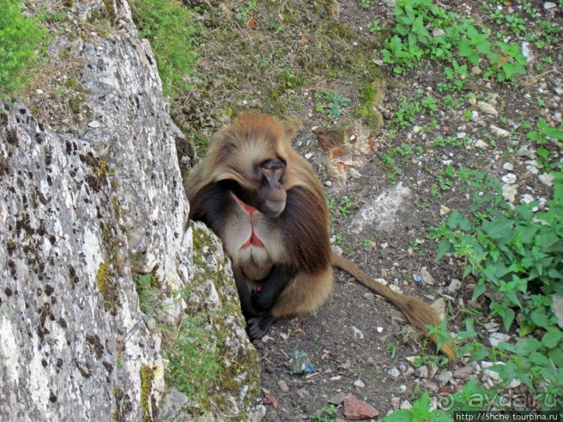 Зоопарк в цитадели Безансона