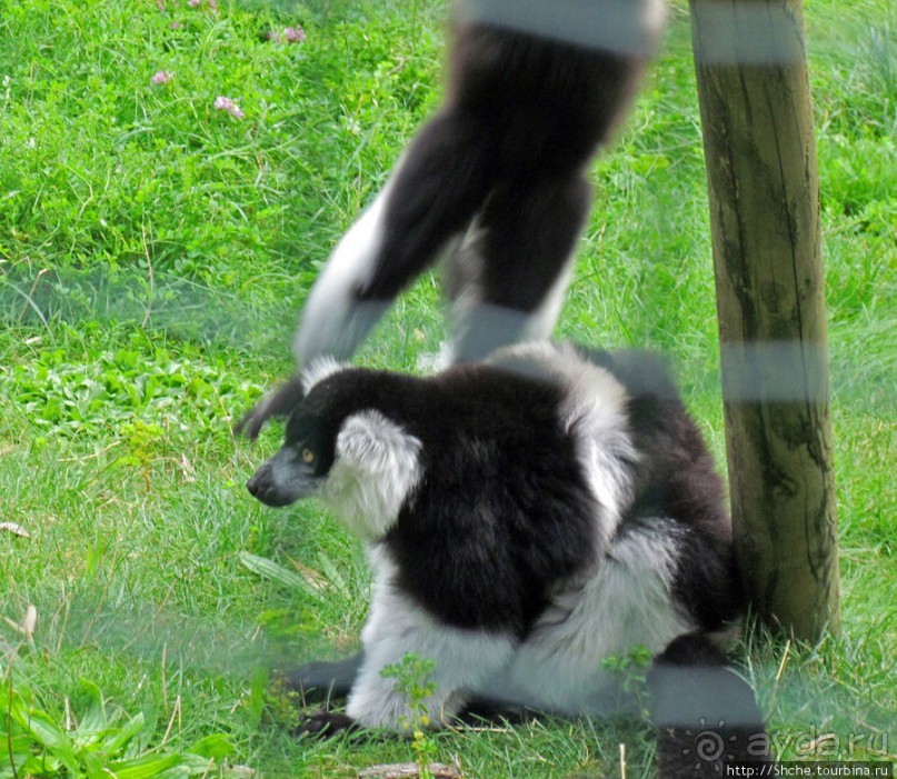 Зоопарк в цитадели Безансона