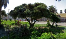 Аллея влюбленных