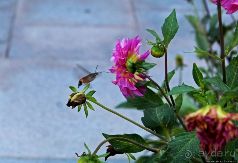 Предмет гордости КНДР — детский лагерь со своим океанариумом Азия → КНДР → Вонсан
