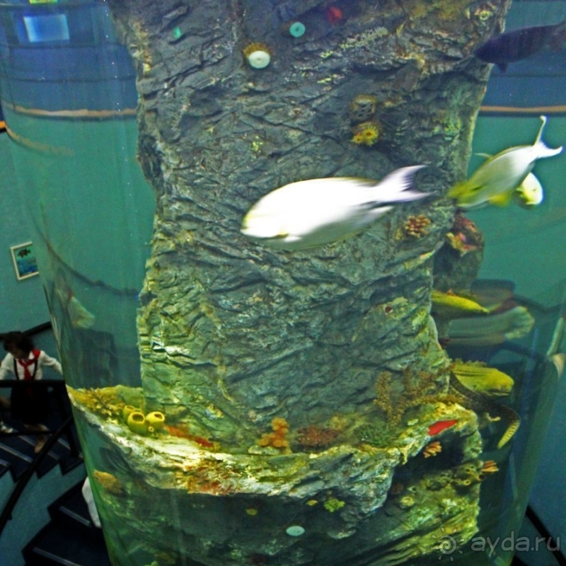 Предмет гордости КНДР — детский лагерь со своим океанариумом Азия → КНДР → Вонсан