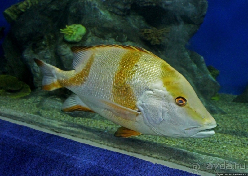 Предмет гордости КНДР — детский лагерь со своим океанариумом Азия → КНДР → Вонсан