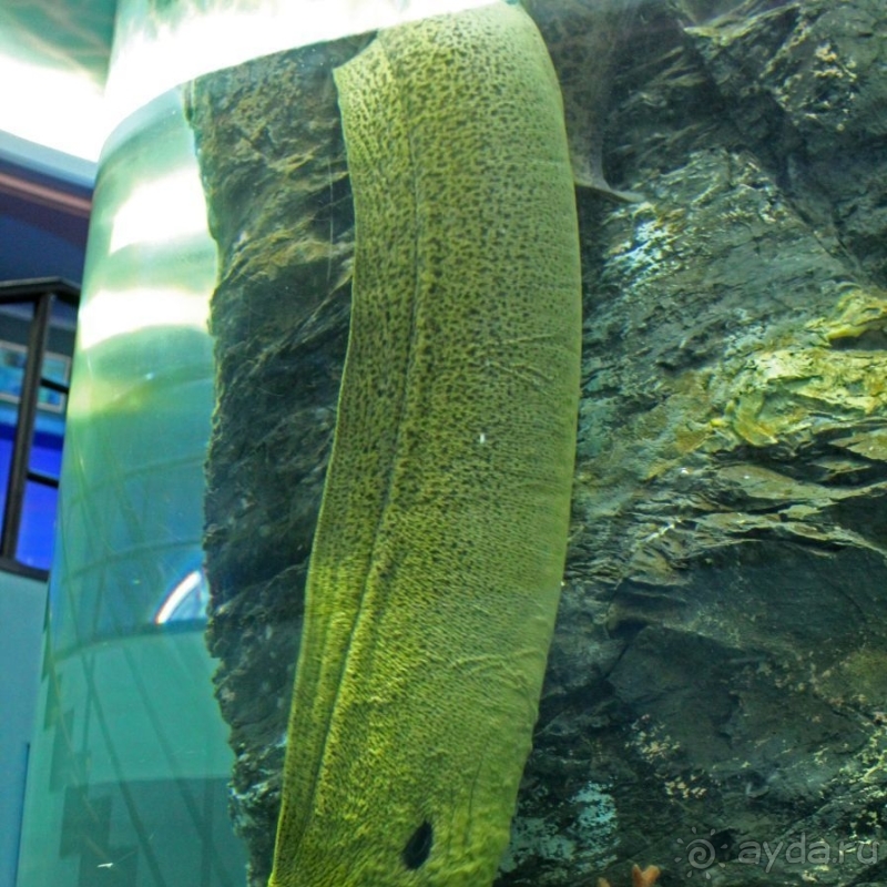 Предмет гордости КНДР — детский лагерь со своим океанариумом Азия → КНДР → Вонсан