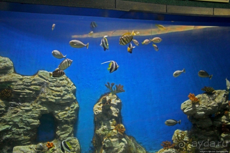 Предмет гордости КНДР — детский лагерь со своим океанариумом Азия → КНДР → Вонсан