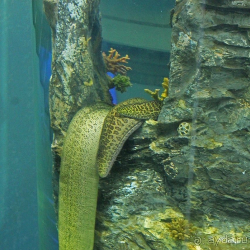 Предмет гордости КНДР — детский лагерь со своим океанариумом Азия → КНДР → Вонсан