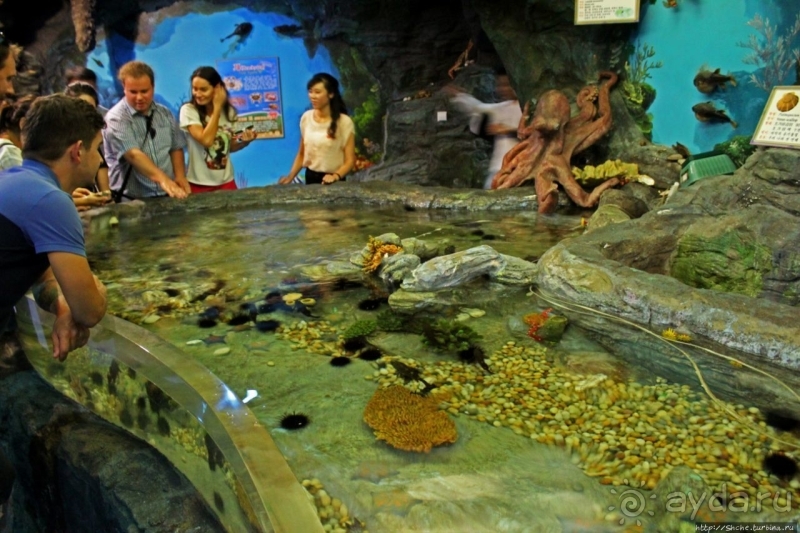 Предмет гордости КНДР — детский лагерь со своим океанариумом Азия → КНДР → Вонсан