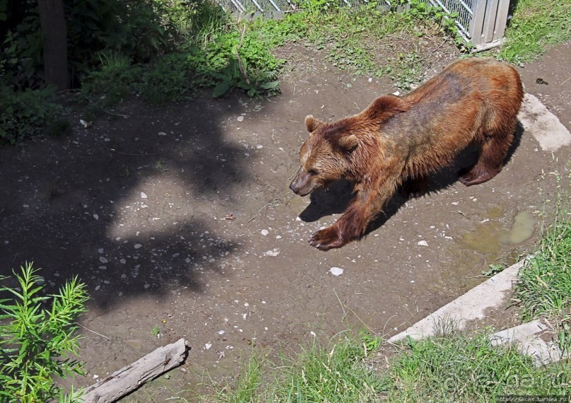 Старый Берн за пять часов