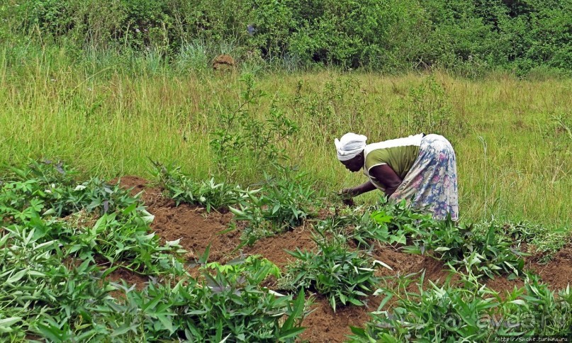 За окном — Угандщина