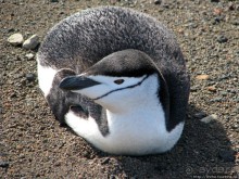 Deception Island — прогулка по кратеру в районе Telefon bay