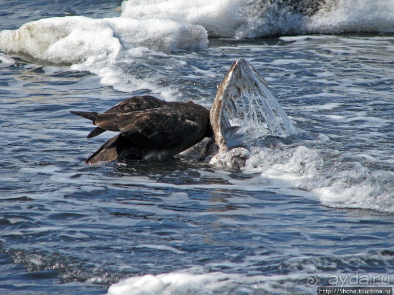 Deception Island — прогулка по кратеру в районе Telefon bay