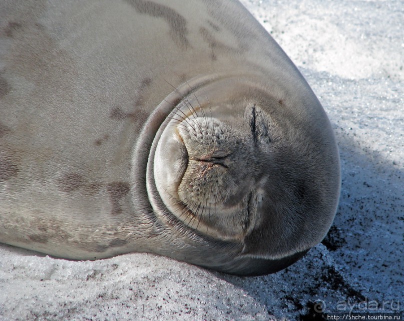 Deception Island — прогулка по кратеру в районе Telefon bay