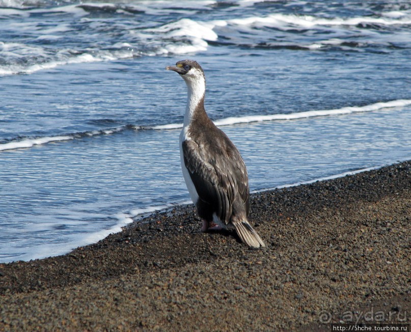 Deception Island — прогулка по кратеру в районе Telefon bay