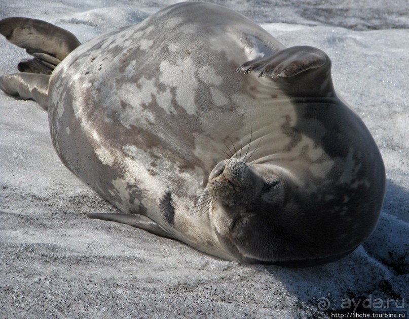 Deception Island — прогулка по кратеру в районе Telefon bay