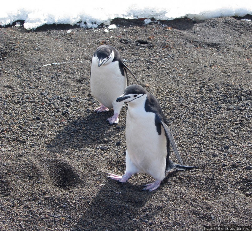 Deception Island — прогулка по кратеру в районе Telefon bay