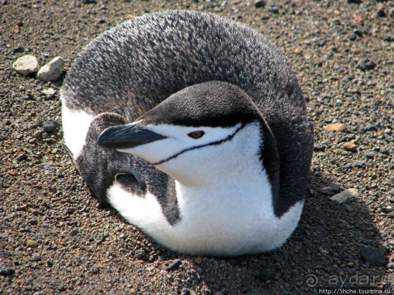 Deception Island — прогулка по кратеру в районе Telefon bay