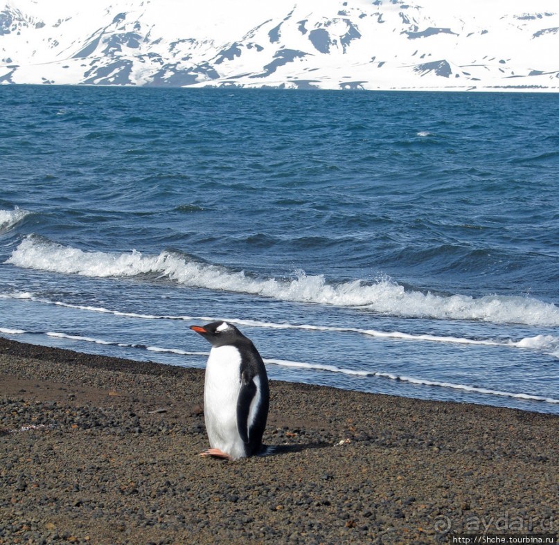 Deception Island — прогулка по кратеру в районе Telefon bay