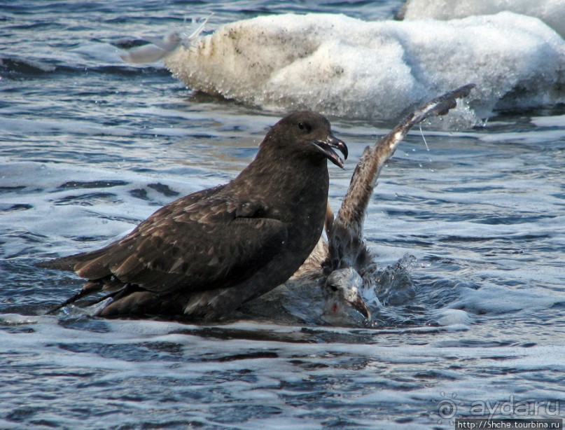 Deception Island — прогулка по кратеру в районе Telefon bay