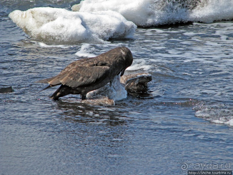 Deception Island — прогулка по кратеру в районе Telefon bay