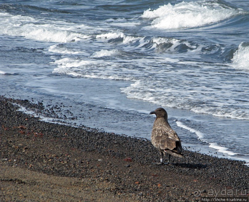 Deception Island — прогулка по кратеру в районе Telefon bay