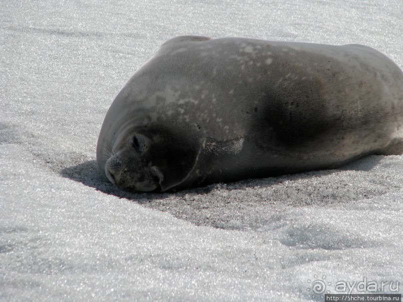 Deception Island — прогулка по кратеру в районе Telefon bay
