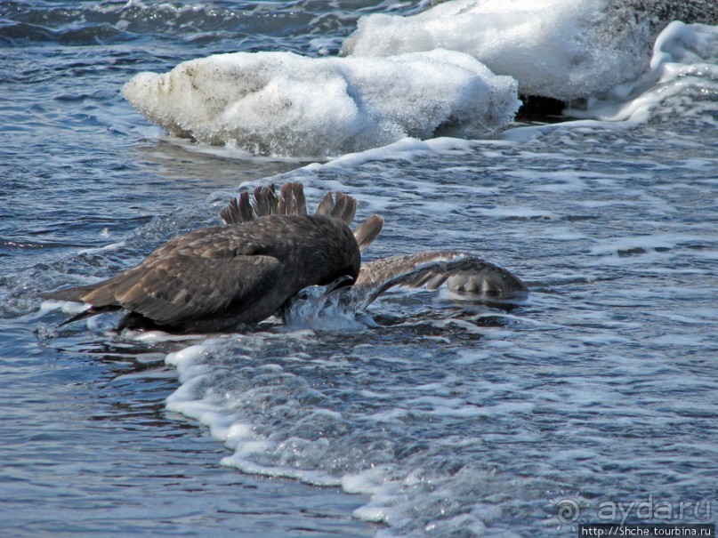 Deception Island — прогулка по кратеру в районе Telefon bay