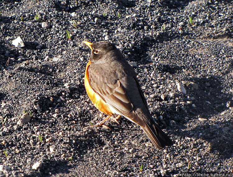 Гейзер "Old faithful" во всей красе в любое время суток