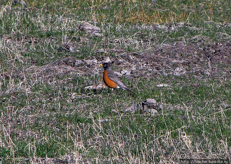 Гейзер "Old faithful" во всей красе в любое время суток