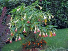 Монбельяр, Монбельяр - городок не велик и не мал...