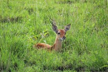 Львица на кактусе, или сафари по парку Королевы Елизаветы