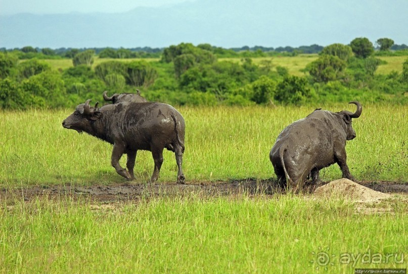 Львица на кактусе, или сафари по парку Королевы Елизаветы