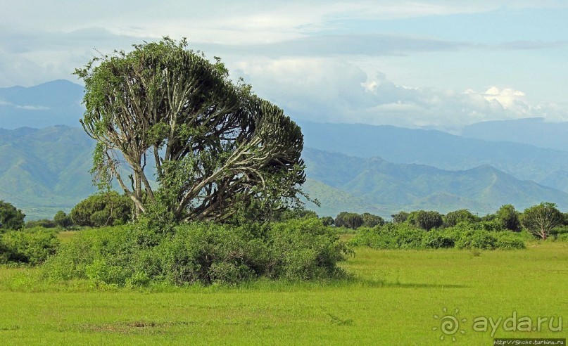 Львица на кактусе, или сафари по парку Королевы Елизаветы