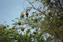 Львица на кактусе, или сафари по парку Королевы Елизаветы