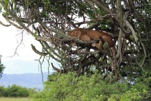 Львица на кактусе, или сафари по парку Королевы Елизаветы