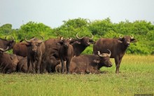 Львица на кактусе, или сафари по парку Королевы Елизаветы