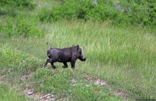 Львица на кактусе, или сафари по парку Королевы Елизаветы