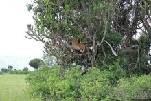 Львица на кактусе, или сафари по парку Королевы Елизаветы